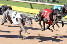 Shock Results in Healesville Cup Heats