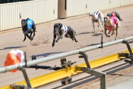 North-East Wrap: Legacy Leaves them Standing in Puppy Championship