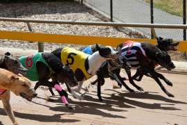 Healesville Cup Heats Preview: Punters to come out Breathing Fire