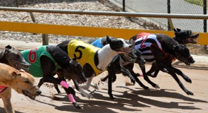 Healesville Cup Heats Preview: Punters to come out Breathing Fire