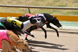 Healesville Puppy Championship Preview: Blue Boy to Blitz