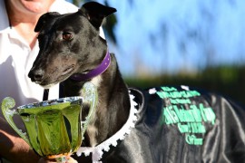 Boom Pup Excels in Cup