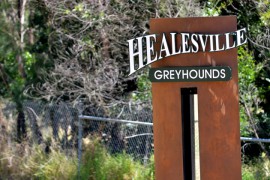 Healesville Cup: Each Runner Analysed