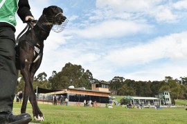 Healesville Cup Heats: Massive Money Tied into Spiritual Quest