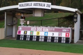 Red Dog Ready at Healesville