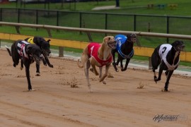 PREVIEW: Healesville Puppy Championship