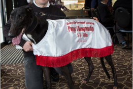 Bide Time in Healesville Puppy Championship