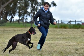 The Free Greyhound Family Fun Day