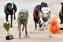 Group Three All 4 Paws & Claws Healesville Cup heat insights