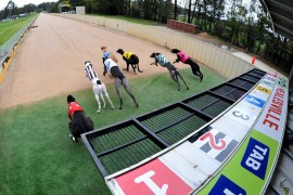Additional race meeting for Healesville