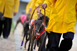 GRV ALERT: INTERSTATE MOVEMENT OF GREYHOUNDS