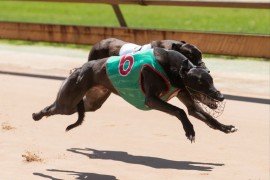 Healesville Beers could be on Brody