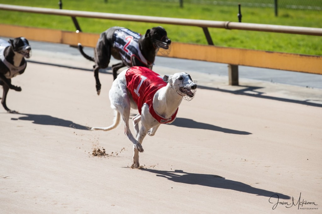 baby talk greyhound racing